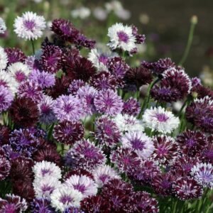 Cornflower Classic Magic Seeds