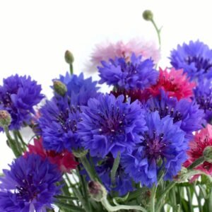 Cornflower Polka Dot Mixed Seeds
