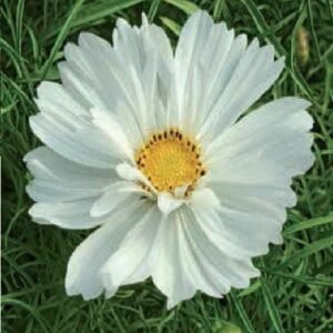 Cosmos Razzmatazz White Seeds
