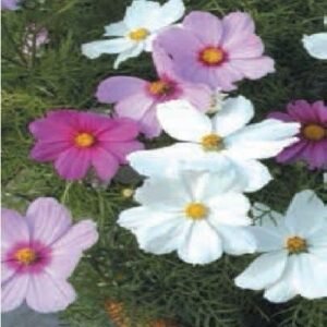 Cosmos Sonata Mixed Seeds
