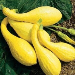 Courgette Early Yellow Crookneck Seeds