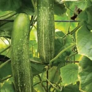 Cucumber Chompers F1 Seeds