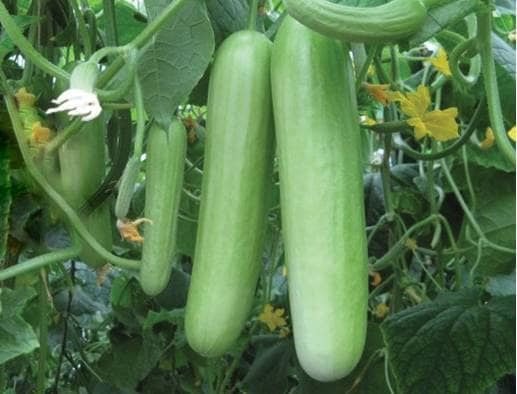 Cucumber Delistar Seeds