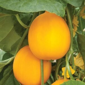 Cucumber Yellow Ball Seeds