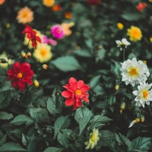 Dahlia Early Bird Mixed Seeds