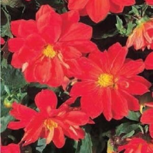 Dahlia Figaro Red Shades Seeds