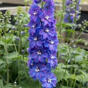 Delphinium Guardian F1 Hybrid Blue Seeds