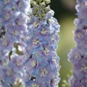 Delphinium Guardian F1 Hybrid Lavender Seeds