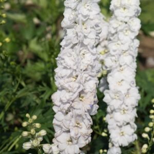 Delphinium Guardian F1 Hybrid White Seeds
