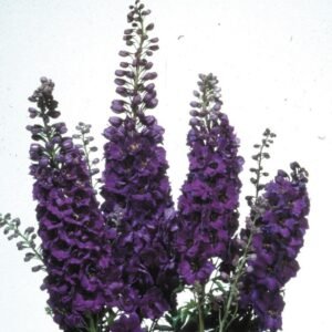 Delphinium Magic Fountains Dark Blue Dark Bee Seeds