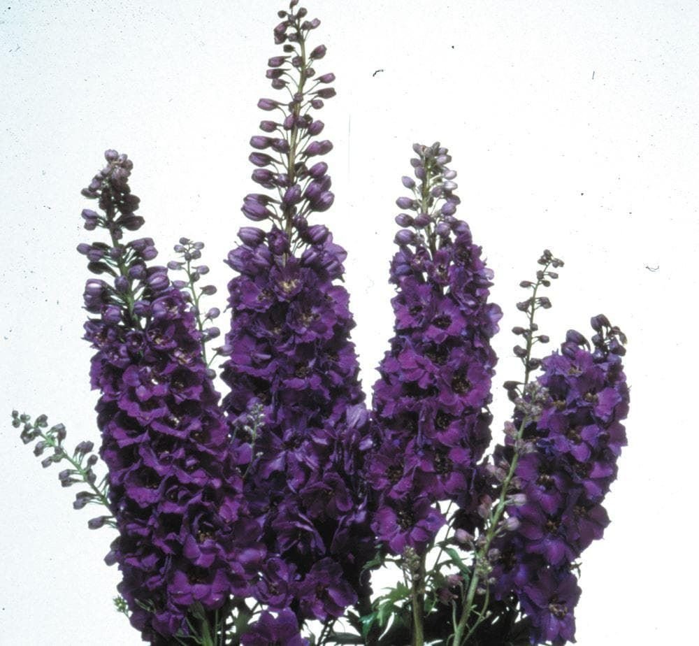 Delphinium Magic Fountains Dark Blue Dark Bee Seeds