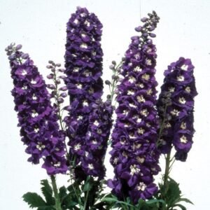 Delphinium Magic Fountains Dark Blue White Bee Seeds