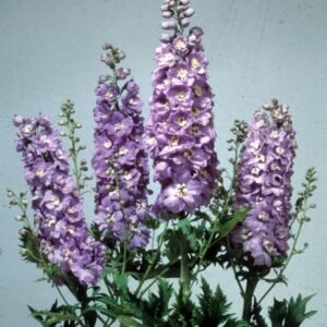 Delphinium Magic Fountains Lavender White Bee Seeds