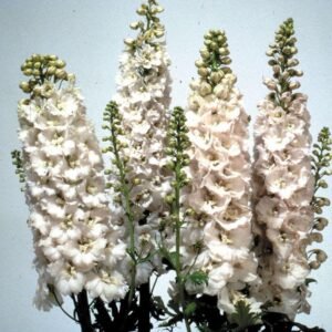 Delphinium Magic Fountains Pure White Seeds