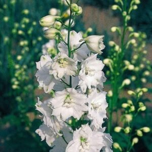 Delphinium Pacific Galahad Seeds