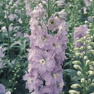 Delphinium Pacific Guinevere Seeds