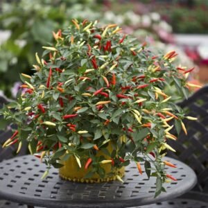 Hot Chilli Pepper Basket of Fire F1 Hybrid Seeds