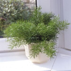 House Plant Asparagus sprengeri 50 Seeds Large Pack