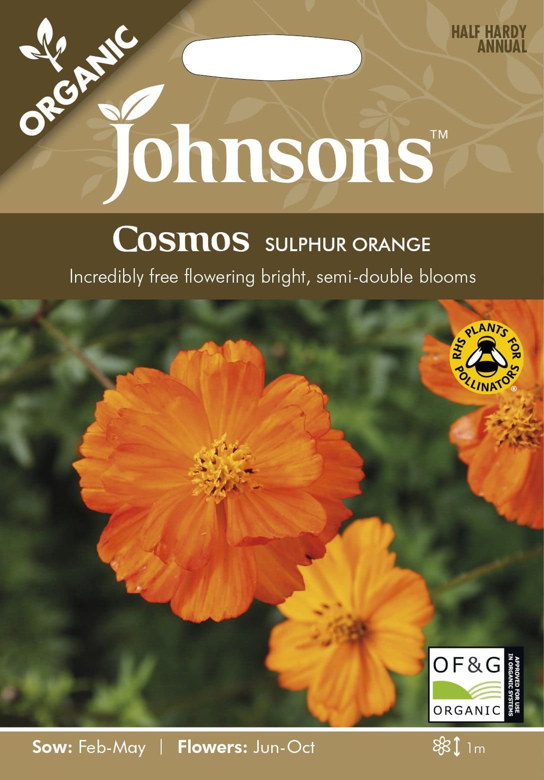 Johnson Seeds - Organic Flower - Cosmos Sulphur Orange - 50 Seeds