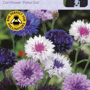 Johnsons Sarah Raven's Cornflower Polka Dot 500 Seeds