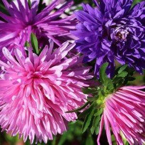 Kings Seeds Aster Ostrich Plume Mixed 250 Seeds