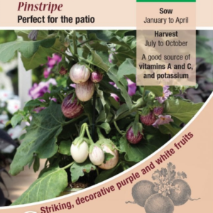 Kings Seeds Aubergine Pinstripe 10 Seeds