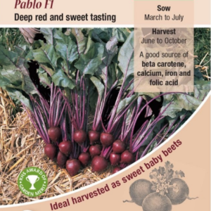 Kings Seeds Beetroot Pablo F1 Hybrid - 200 Seeds