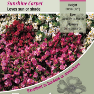 Kings Seeds Begonia Sunshine Carpet - 750 Seeds