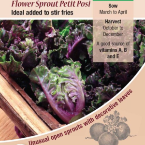 Kings Seeds Brussels Sprout Flower Sprouts 30 Seeds