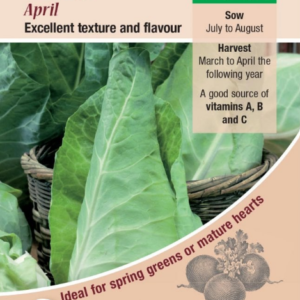 Kings Seeds Cabbage April 500 Seeds