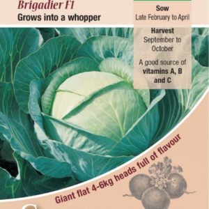 Kings Seeds Cabbage Brigadier F1 Seeds
