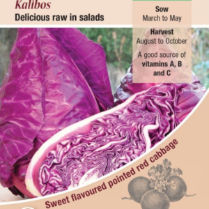 Kings Seeds Cabbage Kalibos 150 Seeds