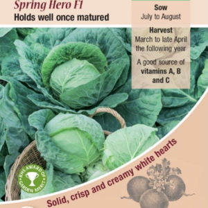Kings Seeds Cabbage Spring Hero F1 Hybrid 115 Seeds