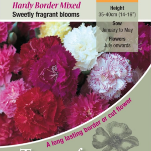 Kings Seeds Carnation Hardy Border Mix 75 Seed