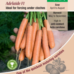 Kings Seeds Carrot Adelaide F1 - 500 Seeds