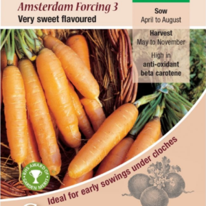 Kings Seeds Carrot Amsterdam Forcing 1000 Seeds