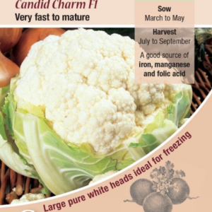 Kings Seeds Cauliflower Candid Charm F1 Hybrid