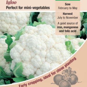 Kings Seeds Cauliflower Igloo 70 Seeds