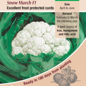 Kings Seeds Cauliflower Snow March F1 Hybrid 35 Seeds