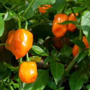 Kings Seeds Chilli Pepper Habanero Orange 50 Seeds