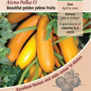 Kings Seeds Courgette Atena Polka F1 Hybrid 10 Seeds