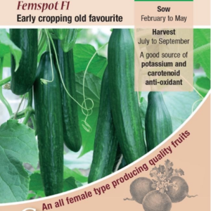 Kings Seeds Cucumber Femspot F1 Hybrid 4 Seeds