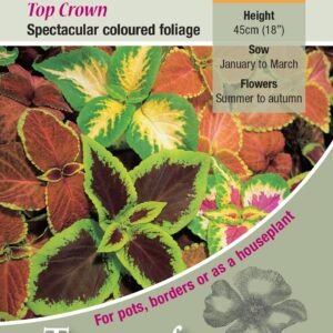 Kings Seeds Flower Coleus Top Crown 45 Seeds