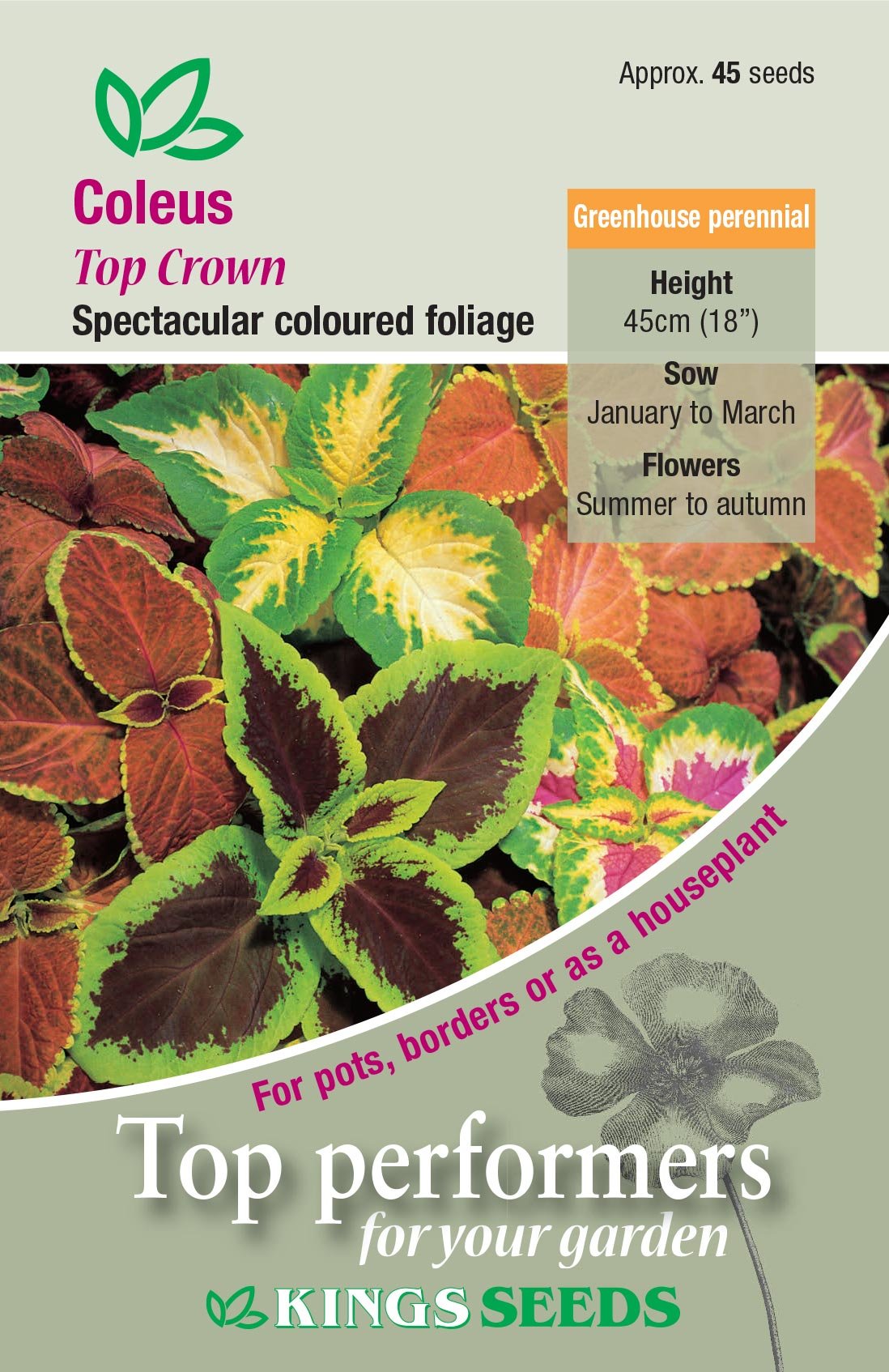Kings Seeds Flower Coleus Top Crown 45 Seeds