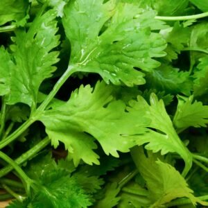 Kings Seeds - Herbs - Coriander - Leisure Seeds