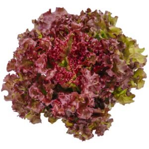 Kings Seeds Lettuce Red Salad Bowl 1200 Seeds