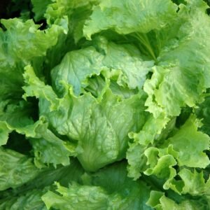 Kings Seeds Lettuce Webbs Wonderful 1400 Seeds
