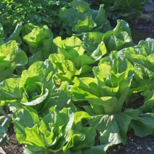 Kings Seeds Lettuce Winter Density 1400 Seeds