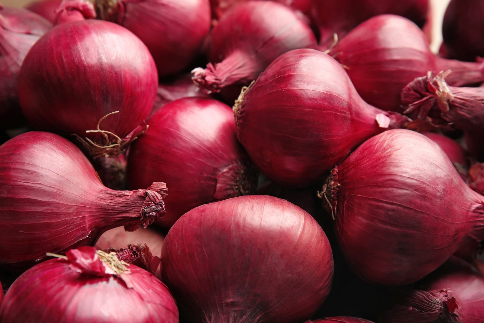 Kings Seeds Onion Red Brunswick 275 Seeds