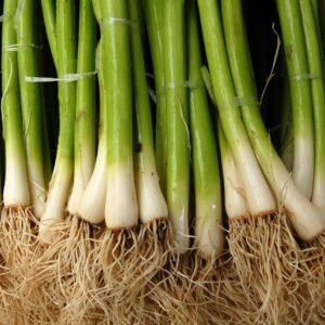 Kings Seeds Onion Spring Ishikura RHS AGM 300 Seeds